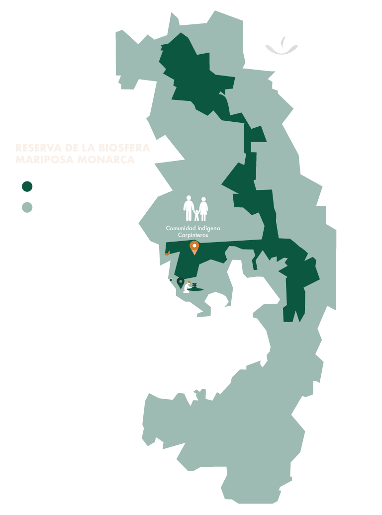 bosque-somos-reforesta-un-arbol-mapa